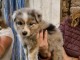 Magnifique chiots berger australien 