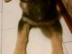 Je donne chiots berger allemand 