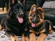 Adoption chiots berger allemand 