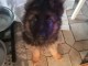 Femelle Berger Allemand disponible 