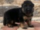 Chiots m&acirc;le Berger Allemand 