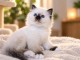 Adorable chaton sacr&eacute; de brimanie pour bonne maman 