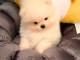 Magnifique chiots Spitz nain femelle 