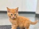 Magnifique chaton roux &agrave; donner 