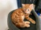 M&acirc;le chaton roux adoption 
