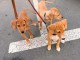 Chiots &agrave; donner disponible m&acirc;le et femelle 