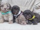 Magnifiques chiots Maltipoo