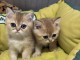 Magnifique chaton british Longhair disponible &agrave; donner 