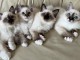 Adoption chaton sacr&eacute; de brimanie disponible 