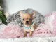Je donne chiots chihuahua femelle disponible 