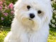 Chiots Bichon maltais adorable adoption 