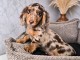 Chiots teckels arlequin disponible femelle 