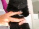 Chiot spitz nain m&acirc;le &agrave; donner 