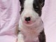 Mini Bull Terrier chiots