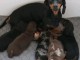 Je donn chiot teckel disponible 