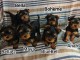 Dons chiots York m&acirc;le et femelle 