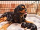 Adorable chiots cavalier King Charles femelle 