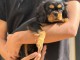 Chiots cavalier King Charles femelle 