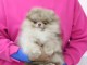 Magnifique chiots Spitz nain disponible 