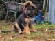 Berger allemand disponible int&eacute;ress&eacute; inbox 