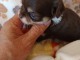 Je donne chiots chihuahua disponible 