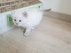 Chaton Sib&eacute;rien m&acirc;le a donner 