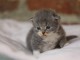 Je donne chaton Sib&eacute;rien contre bon soins 