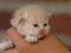 Magnifique chaton Sib&eacute;rien disponible 