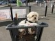 Je donne chiots Bichon maltais adorable 