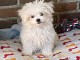 Adoption chiots Bichon Maltais M&acirc;le 