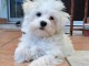 Adorable chiots Bichon maltais disponible 