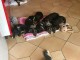 Adoption chiots York m&acirc;le et femelle disponible 