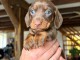 Chiots teckels disponible &Acirc;ge de 3 mois 