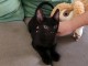 Magnifique chaton noir disponible 