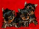 Adoption chiots yorkshire disponible 