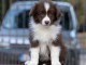 Border collie chiots &agrave; vendre