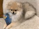 adorable chiot spitz Nain m&acirc;le a vendre 