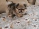 chiots spitz nain &agrave; vendre 