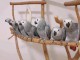 Perroquets gris du Gabon pour adoption 