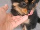 Annonces chiots spitz nain disponible 