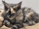 Chaton Maine coon disponible pour adoption 