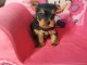 Type chiots yorkshire femelle disponible 