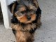 Adoption chiots yorkshire femelle 