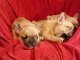 Magnifique chiots bouledogue fran&ccedil;ais m&acirc;le et femelle 