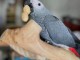 Couple perroquet gris du Gabon disponible 