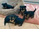 Dons chiots York m&acirc;le et femelle 