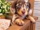 Dons chiots teckels nain 