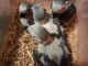 Dons perroquets gris du Gabon 