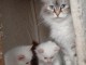 B&eacute;b&eacute; chaton Sib&eacute;rien disponible 