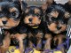 Magnifique chiots York &agrave; adopter 